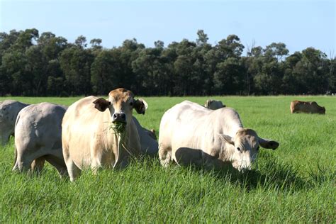 Rural & Farming For Sale in 'Aura Park' North Pattens Road, Boynewood, Mundubbera QLD 4626 ...