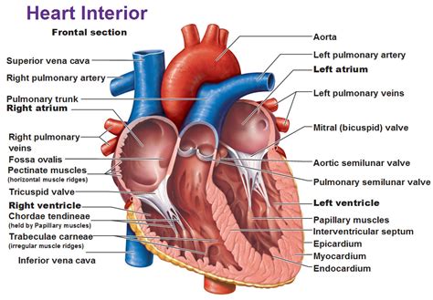 Intro to the Heart