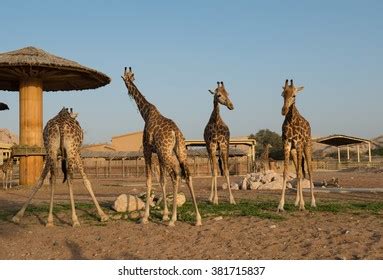 1,318 Al ain zoo Images, Stock Photos & Vectors | Shutterstock