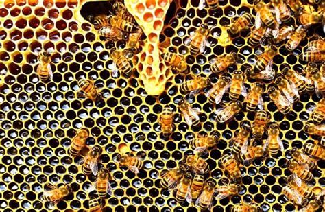 Honey Bee - Description, Habitat, Image, Diet, and Interesting Facts