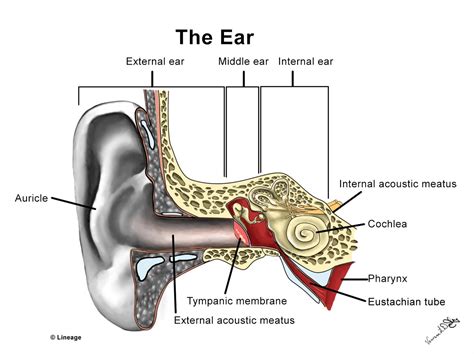 Auditory System - Neurology - Medbullets Step 1