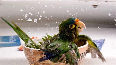 Wallpaper : 1920x1080 px, animals, birds, drops, fun, funny, happy ...