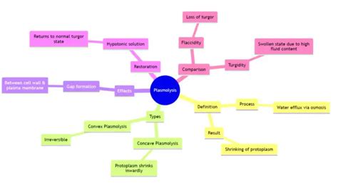 Plasmolysis - Definition, Stages, Functions, Examples, - Biology Notes ...