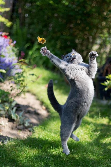 25 Fotografías de Gatos en el Momento Exacto - Taringa!