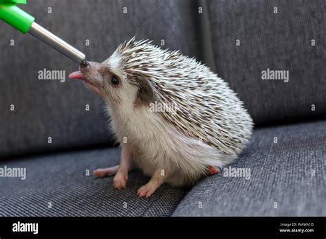 Hedgehog drinking water hi-res stock photography and images - Alamy