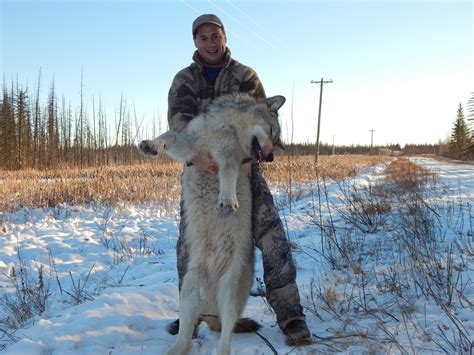 Wide North Outfitters Wolf Hunting Photo Gallery