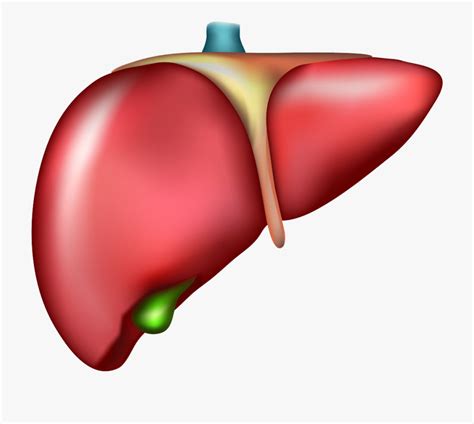 Free Liver Cliparts, Download Free Liver Cliparts png images, Free ClipArts on Clipart Library