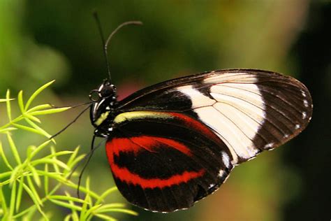 Heliconius butterfly - Elegant Entomology