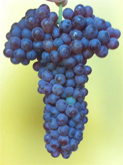 grapes