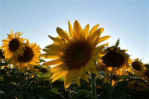 15 Flowering Plants With Large Blossoms