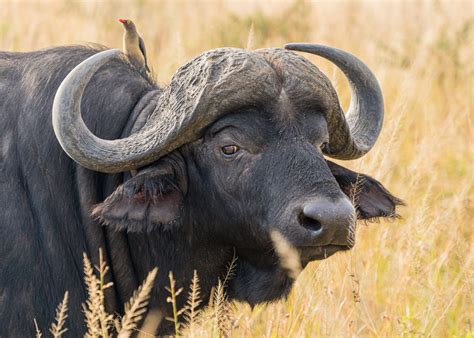 WILDLIFE – The Serengeti National Park