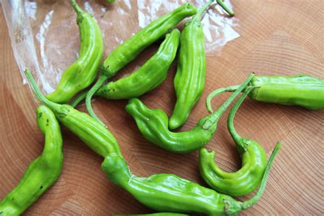 Shishito peppers (Kkwarigochu) - Korean cooking ingredients - Maangchi.com