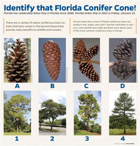 Pine Cone Identification