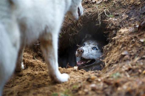 16 Ways to Stop a Dog From Digging Holes: Reclaim Your Yard!