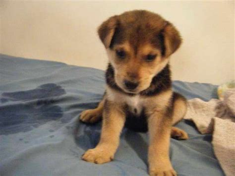 Chocolate Lab Husky Mix Puppies For Sale | PETSIDI