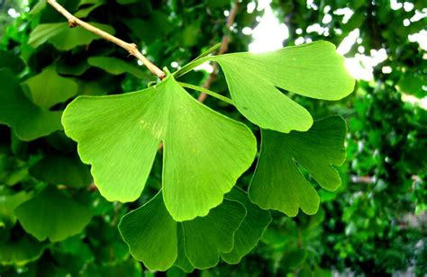 Ginkgo Biloba Tree Facts