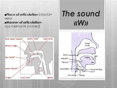 Place of articulation-bilabial velar Manner of articulationapproximants voiced