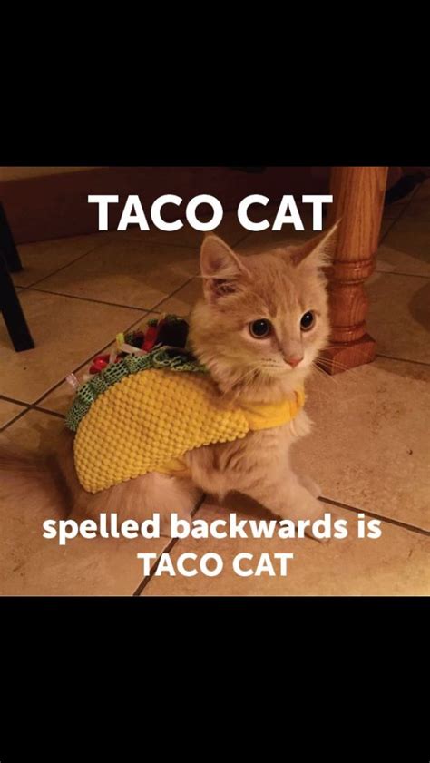 Tacos + kitten = | Taco cat, Cats, Animals