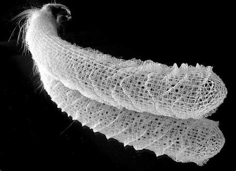 The Venus Flower Basket - Euplectella aspergillum is a type of sponge ...