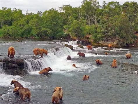 Is The Grizzly Man A True Story? What Happened Amie Huguenard ...