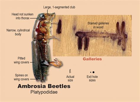 Ambrosia Beetles - Inspection Gallery - InterNACHI®