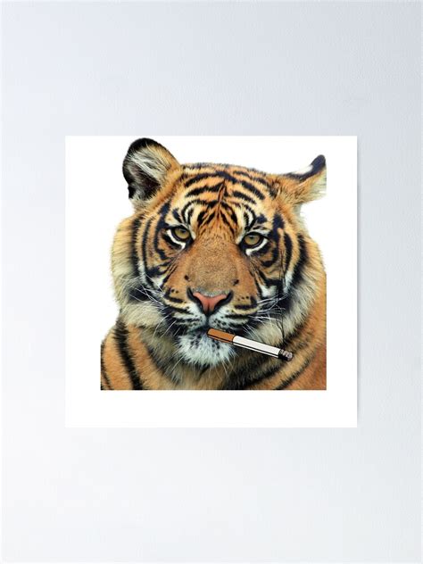 "tiger smoking cigarette" Poster for Sale by braveexperience | Redbubble