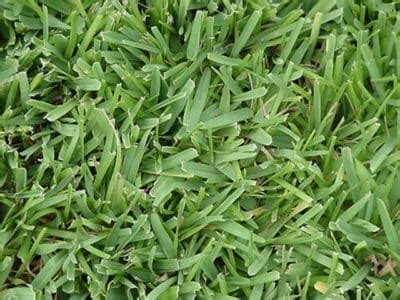 What Is The Best St. Augustine Grass Seed? Reviews & Buyers Guide | Obsessed Lawn