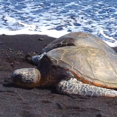 Sea turtles nap on black sand beach in Kona, HI