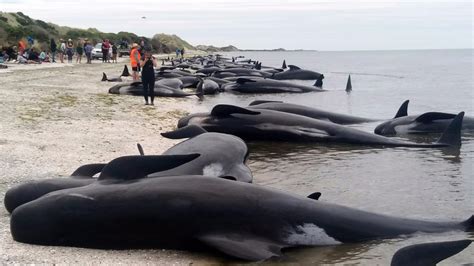 Heartbreaking images emerge of mass stranding of over 400 whales | Mashable