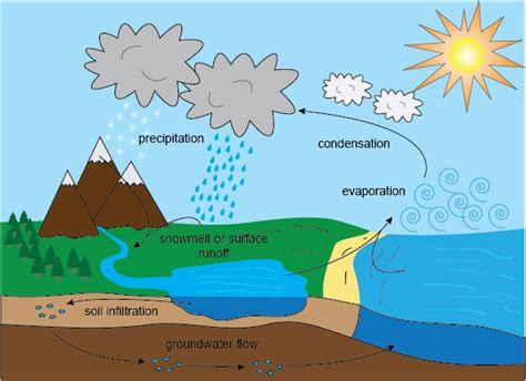 The Water Cycle - Shmoop Biology | Water cycle, Fun science, Weird science