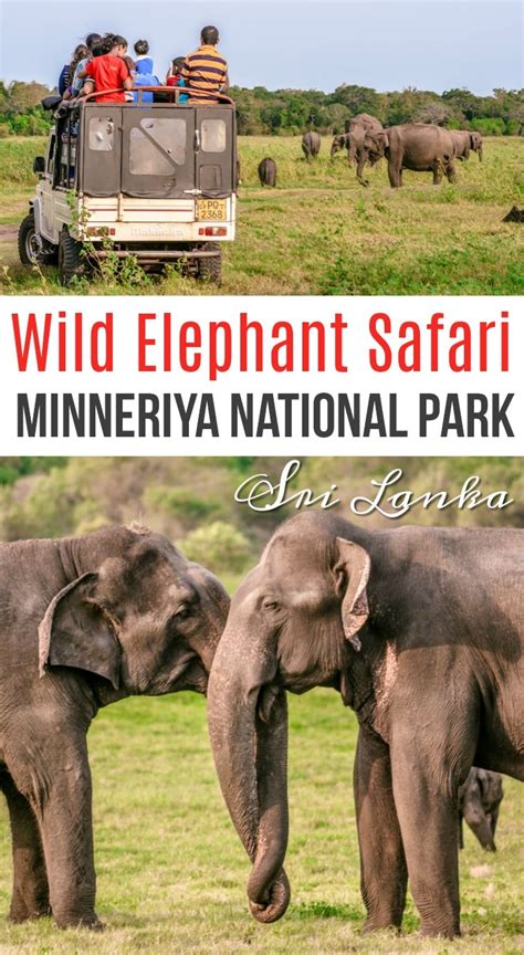 Wild Elephant Safari at Minneriya National Park in Sri Lanka