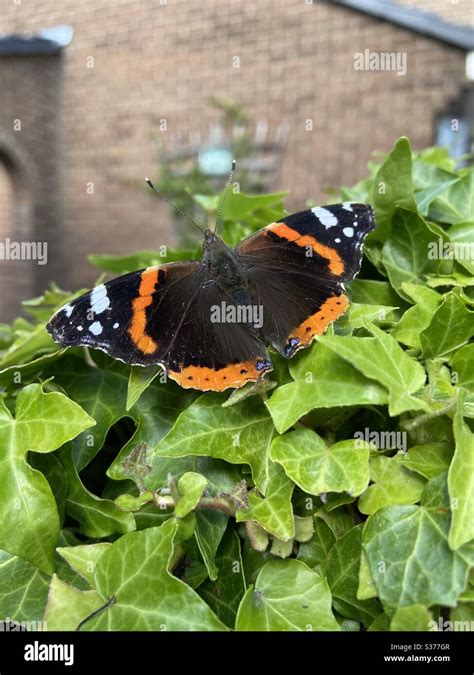 Red admiral butterfly caterpillar hi-res stock photography and images ...