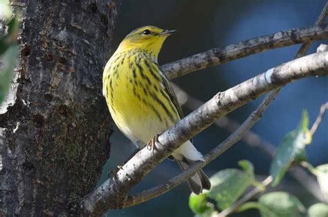 Cape May Warbler - Profile | Fall | Female | Song | Winter | Range ...