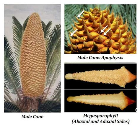 Cycas-male-cone-strobili-structure | EasyBiologyClass