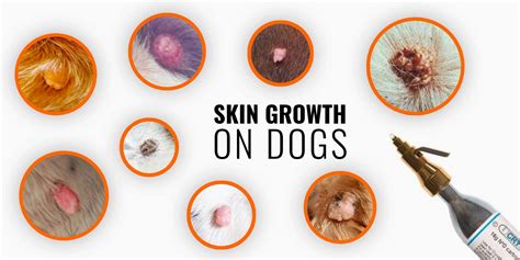 Skin Growths on Dogs – Types, Causes, Diagnosis & Treatments