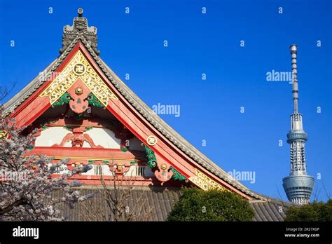 Blooming cherry blossom trees at the main hall of Sensoji Temple and ...