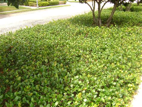 Asiatic Jasmine | Crawford Landscaping #crawford #floridafauna #floridaplants | Ground cover ...