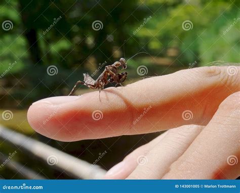 Close Up of a Black Baby Praying Mantis Walking on a Finger Stock Image ...