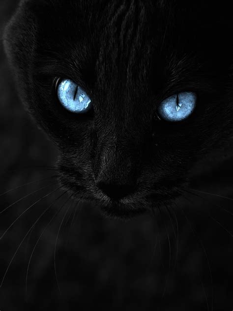 Black Cats With Blue Eyes Wallpapers