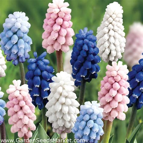 Grape hyacinth – Muscari – Selection of 4 colourful varieties – 60 pcs – Garden Seeds Market ...