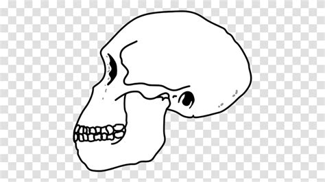 Habilis Skull Homo Habilis Skull, Head, Stencil, Teeth, Mouth Transparent Png – Pngset.com