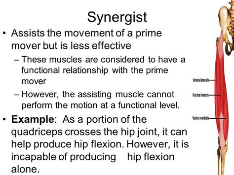 Synergist Definition Anatomy - Anatomical Charts & Posters