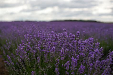 Field of Lavender Flowers · Free Stock Photo