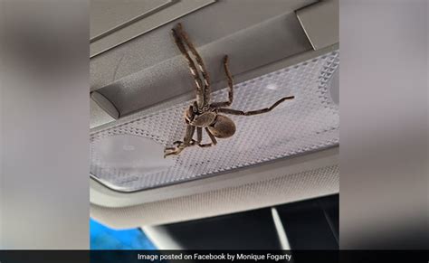 Woman's Shock At Finding Huge Spider In Car While Driving At 100 Km/Hr