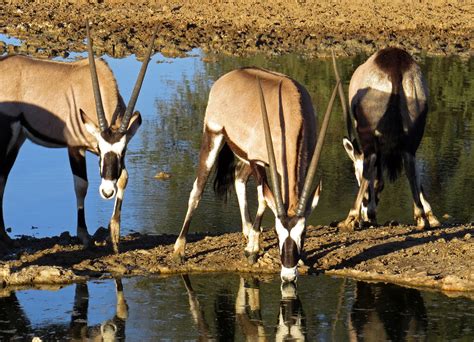 Gemsbok in the Kalahari | My pictures may not be downloaded,… | Flickr