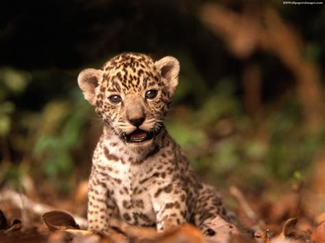 baby JAGUAR!!!! : r/aww