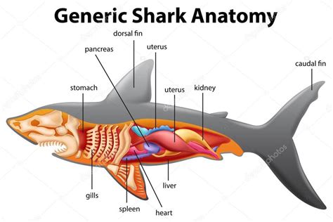 Shark Skeleton Anatomy