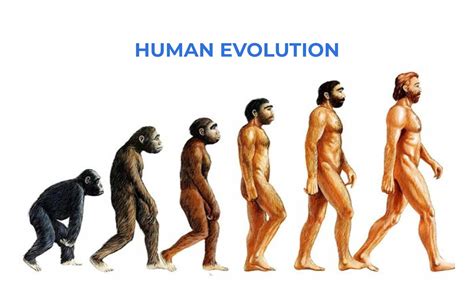 All about human evolution - Blog | Stuid Learning App