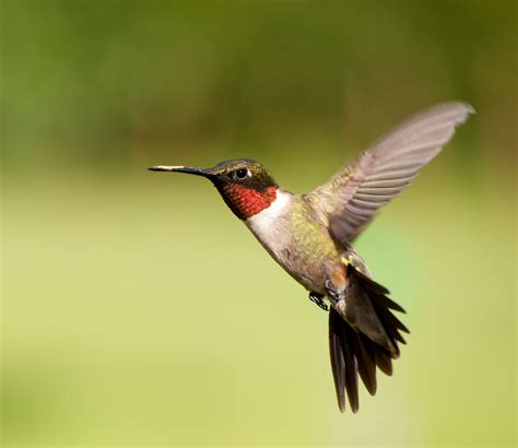 Attracting Hummingbirds with Florida Native Plants - Florida Native Nursery and Landscaping ...