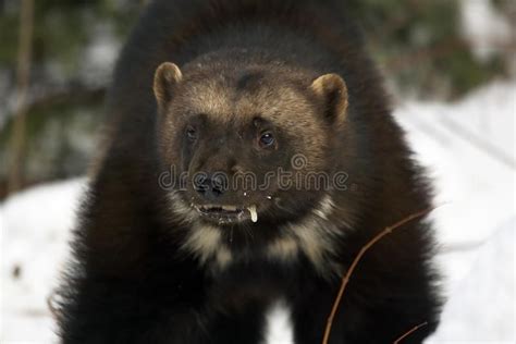 Wolverine Portrait. Showing teeth and looking very angry #Sponsored , # ...